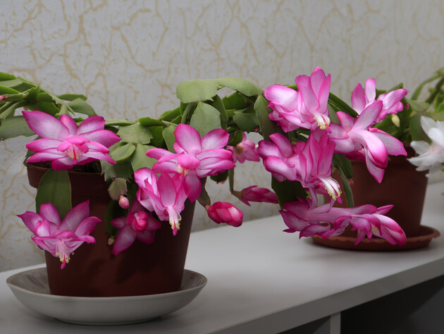 Не робіть цього, доки різдвяник цвіте. Поради щодо догляду