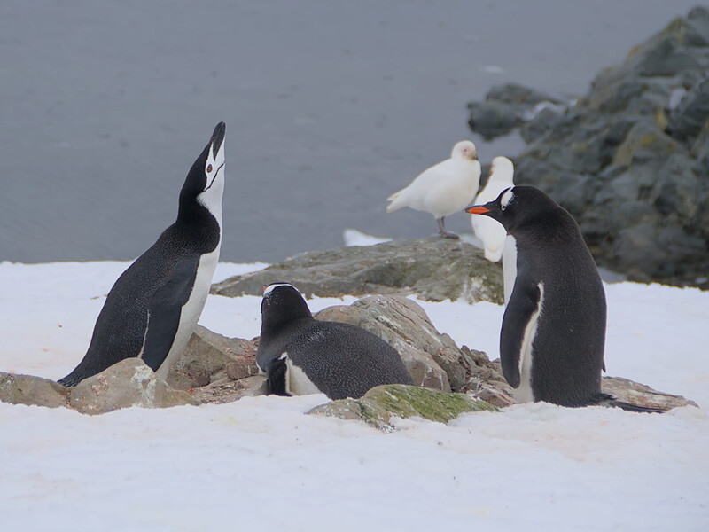 Українські полярники показали пінгвіна-поліцейського, який намагався "віджати" чуже гніздо
