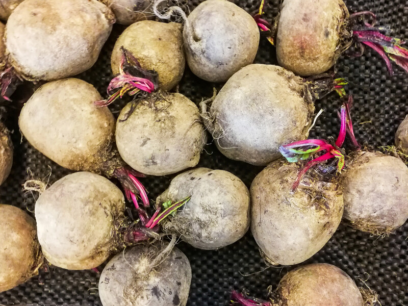 Свекла будет твердой, вкусной и сочной до самой весны. Способы хранения корнеплодов