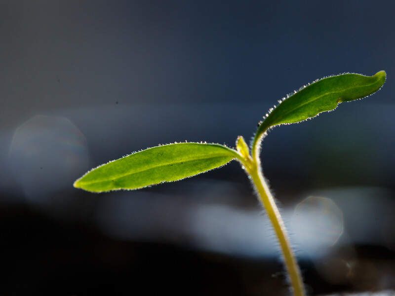 Як проростити насіння за п'ять днів. Два методи