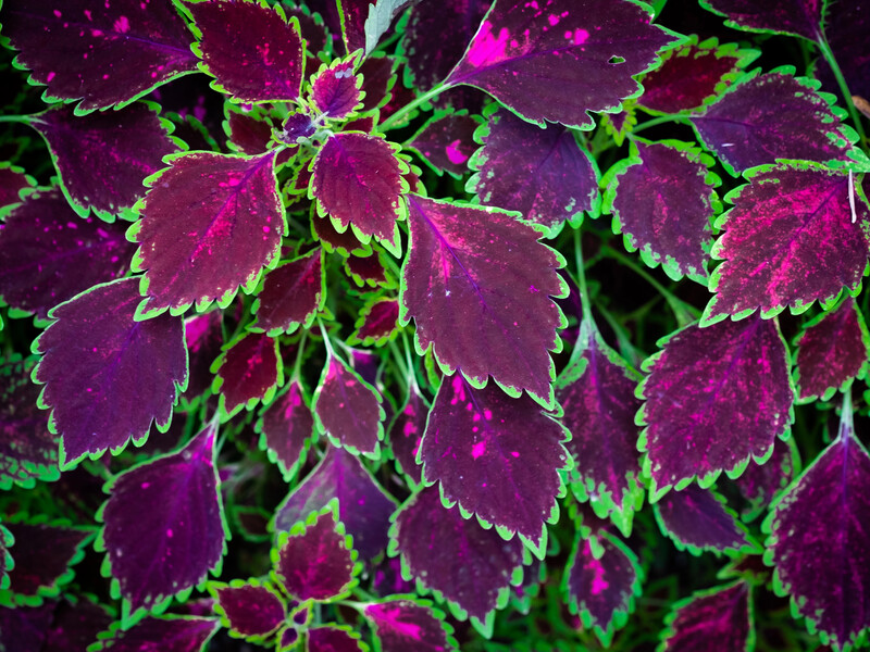 Как сохранить яркие колеусы зимой – самый простой способ укоренения