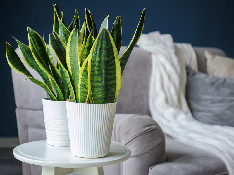 Признаки того, что вашу сансевиерию нужно пересадить