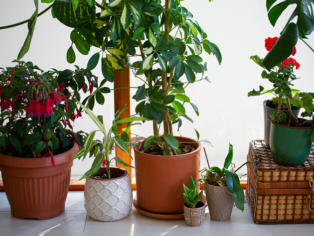 16 комнатных цветов, которые нуждаются в подкисленной воде. Рецепт приготовления и режим полива