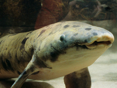 У США усипили найстарішу в світі рибу, яка жила в неволі