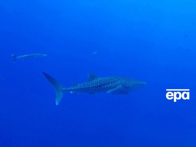 У Єгипті акула напала на іноземців, один із них загинув