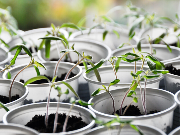 Не выращивайте рассаду в этих емкостях. Распространенная ошибка садоводов