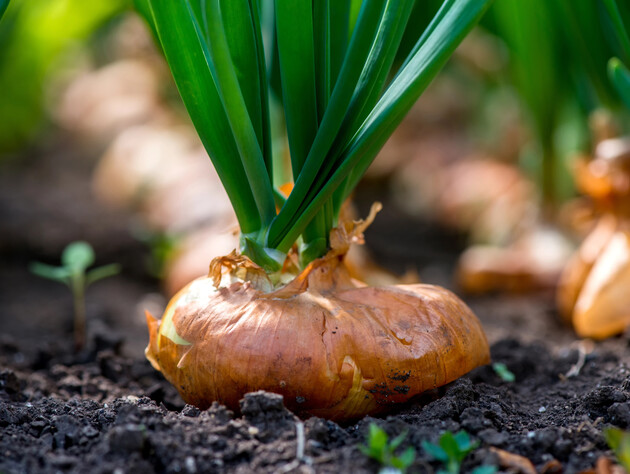 Эту витаминную смесь положите в лунки – лук созреет раньше и отблагодарит хорошим урожаем