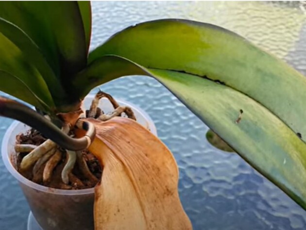 Оставьте эту специю между листьями – и орхидея, пораженная грибком, вновь сможет цвести