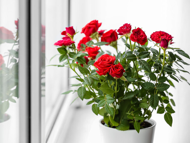 Если хотите укоренить срезанную розу из букета – сделайте это следующим образом