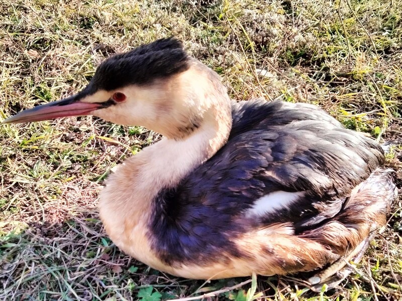 В Одесскую область прилетели птицы в мазуте – вероятно, после аварии российских танкеров. Фото
