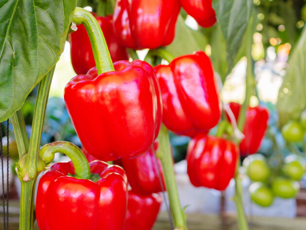 Посадите эти сорта перца – и плоды будут большими, мясистыми и очень вкусными