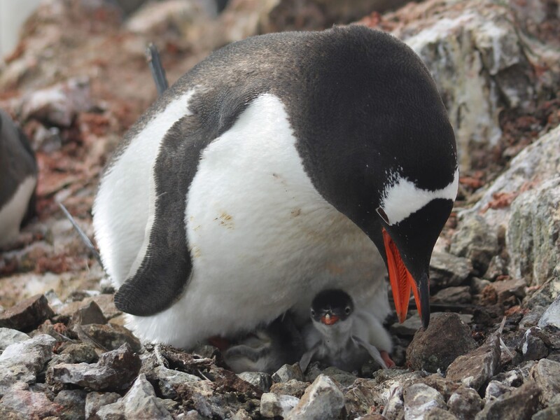 Возле украинской станции в Антарктиде родилась примерно тысяча пингвинят. Видео