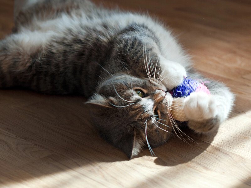 П'ять ознак, що в кота щось болить. Волонтер-