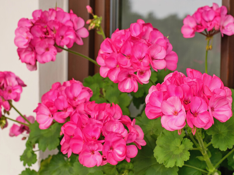 Розчиніть у воді п'ять таблеток  – після такого підживлення найслабша герань оживе