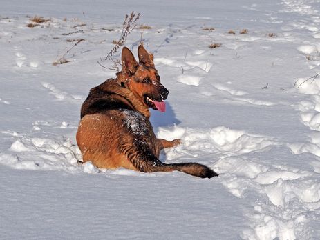 В Харьковской области овчарка насмерть загрызла четырехлетнего ребенка