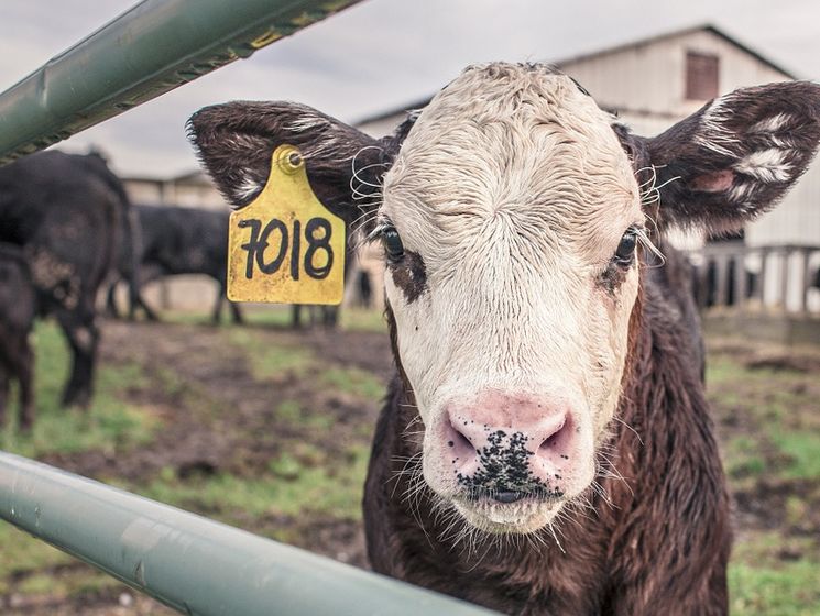РФ не исключила полного запрета на импорт говядины из Беларуси