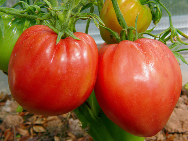 Насыщенно сладкие – лучшие пять сортов помидоров с десертным вкусом