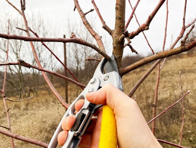Сделайте вот такую обрезку яблонь – и в этом году соберете щедрый урожай. Семь проверенных советов