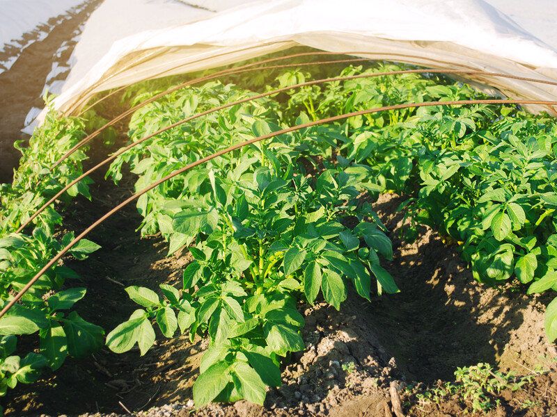 Посадіть картоплю в теплиці в такі дні січня, лютого й березня – і отримаєте щедрий урожай