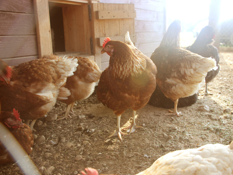 Создайте курицам эти условия – и они будут нестись с удовольствием