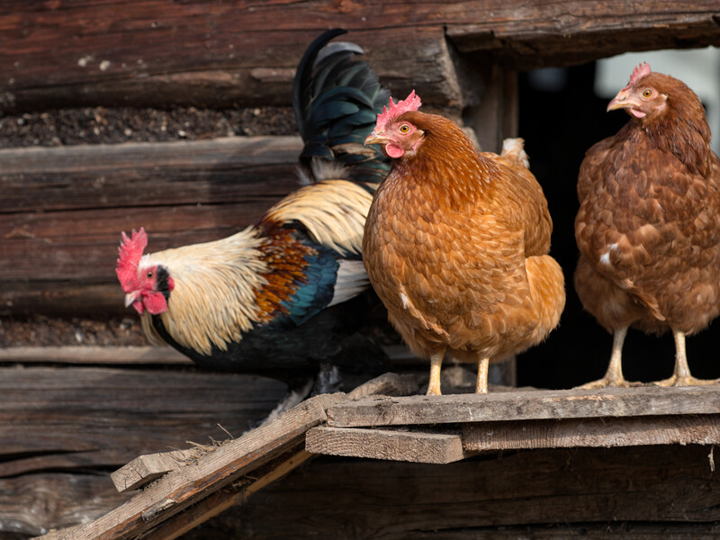 Обработайте этим кур – и они снова начнут нести яйца. Три признака, что птицы страдают от паразитов