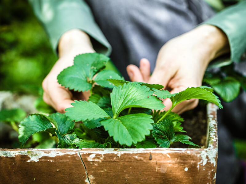 Что выбрать – минеральное или органическое удобрение? Как подкормить клубнику, чтобы ягод было больше