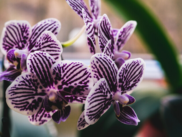 Добавьте в жидкость две ложки перекиси – и орхидея будет распускать бутоны один за другим