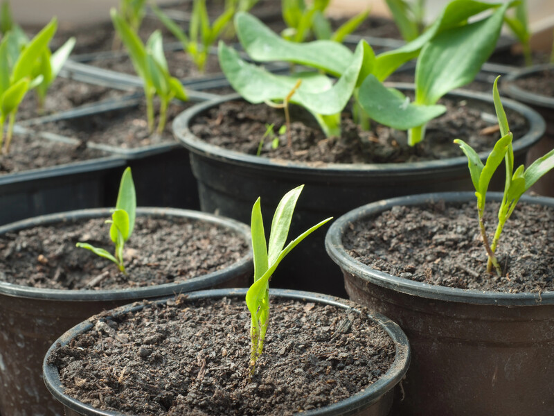 Температурный режим, специальная почва и освещение. Нюансы выращивания рассады перца