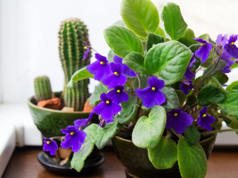 Чому добрива для фіалок – не головне? Секрети догляду від квітникарки