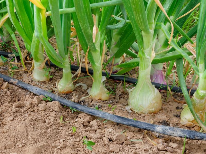 Як вирощувати цибулю й часник на одному городі. Поради