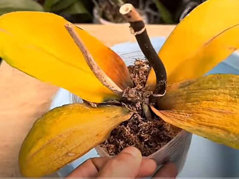 Залейте это водой – и пожелтевшая орхидея вновь оживет. Рецепт настоя без химии