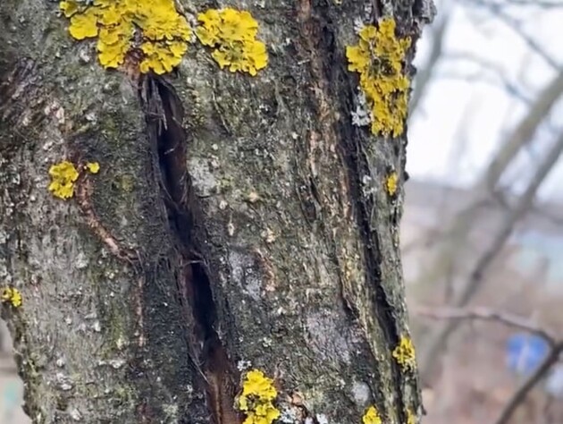 Нанесите это на трещину – и она затянется. Садовод рассказал, как и чем лечить плодовые деревья