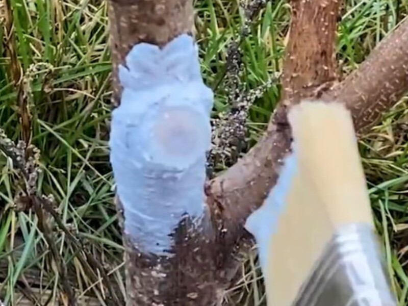 Растворите это в воде – и получится эффективная замазка для защиты срезов на деревьях