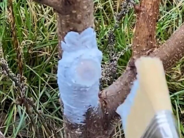 Растворите это в воде – и получится эффективная замазка для защиты срезов на деревьях