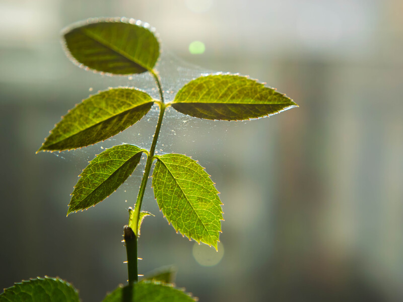 Простой способ от плесени и паутинного клеща на растениях. Положите этот продукт в горшок