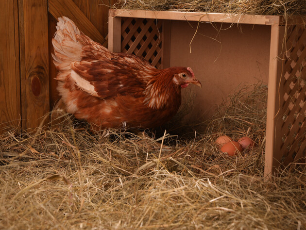 Обеспечьте этим своих куриц – и они будут активно нести яйца. Лайфхак, который влияет на яйценоскость