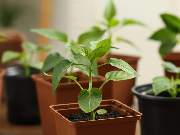 Посадите семена перца в эти сроки – и рассада будет крепкой и здоровой