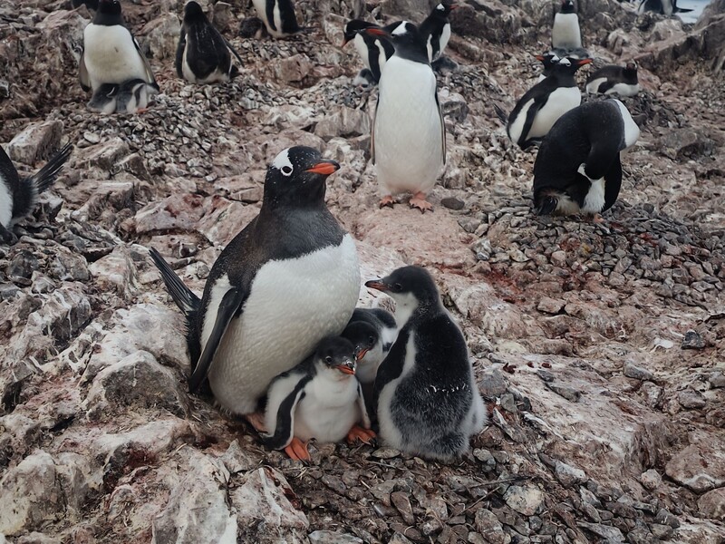 Полярники з української антарктичної станції показали пінгвінів із рідкісним потомством