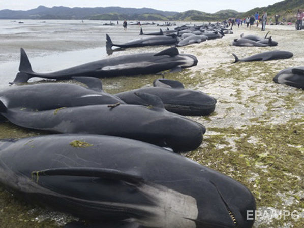 В Новой Зеландии на берег выбросилось более 400 дельфинов-гринд