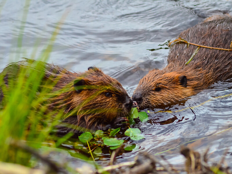 В Чехии бобры построили дамбу, которую местные власти согласовывали семь лет