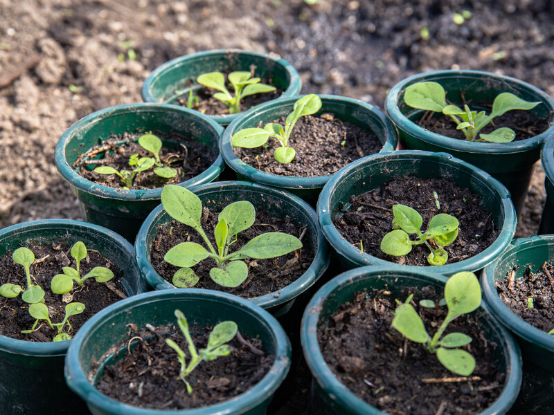 Избегайте этого в первые недели – и рассада вырастет крепкая и здоровая