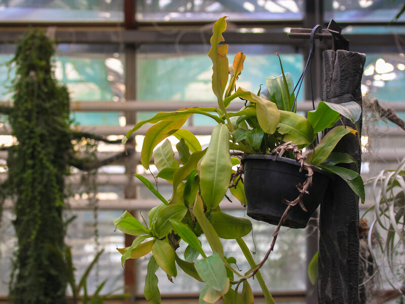 После пересадки комнатные растения стали вялыми? Исправьте эти три ошибки