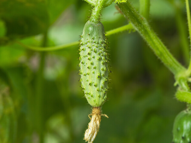 Узнайте о пяти лучших гибридах огурцов для открытого грунта – все устойчивы к болезням