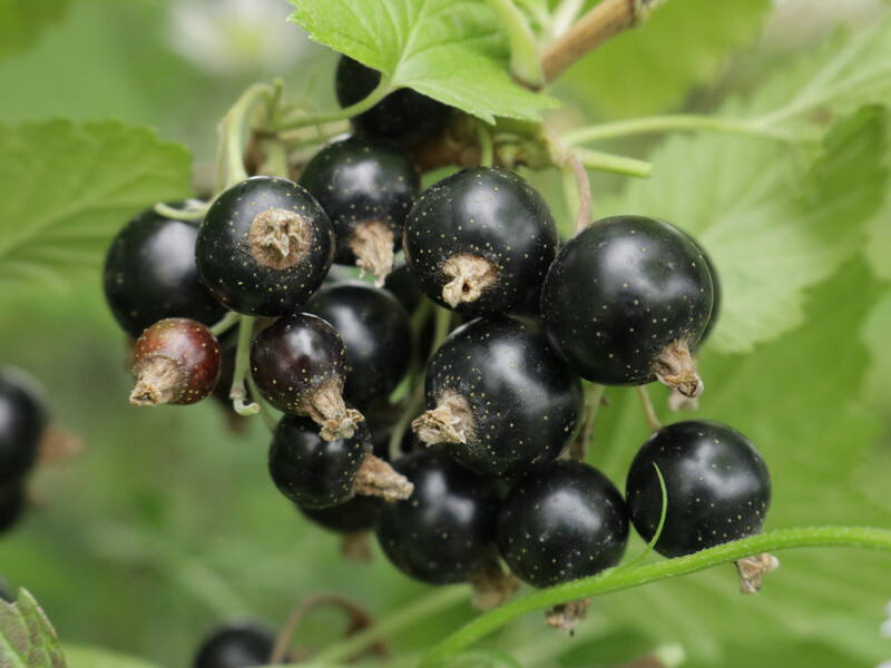 Полейте этим смородину в феврале – и летом соберете рекордный урожай. Рецепт эффективной подкормки