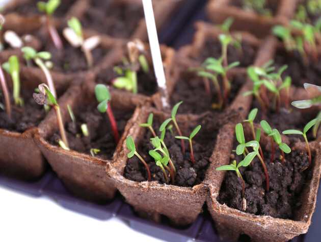 Растворите это в воде – и соберете максимальный урожай. Как правильно замачивать семена перед посевом 