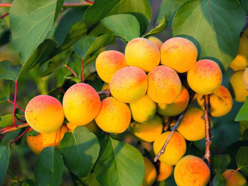 Если посадите это возле абрикоса – урожай плодов будет меньшим