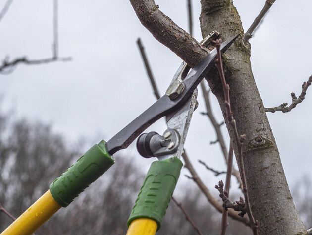 Избавьтесь на деревьях от этого, чтобы не потерять урожай