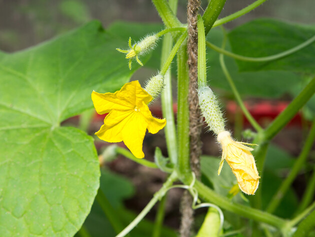 Сделайте это со стеблем огурца – и на растении не будут появляться пустоцветы
