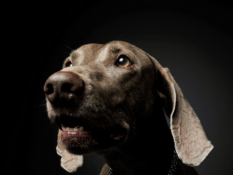 У Запоріжжі вбили собаку, влаштували із ним фотосесію й підпалили. Поліція виявила підозрюваних підлітків