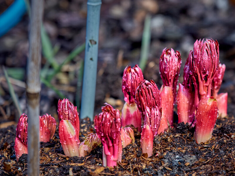 Нужно ли укрывать красные побеги пионов, которые вылезают зимой из почвы? Рассказывает садовница